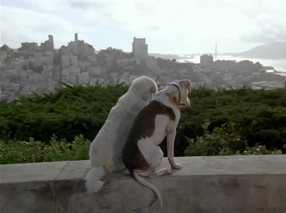 奇跡の旅2／サンフランシスコの大冒険の画像