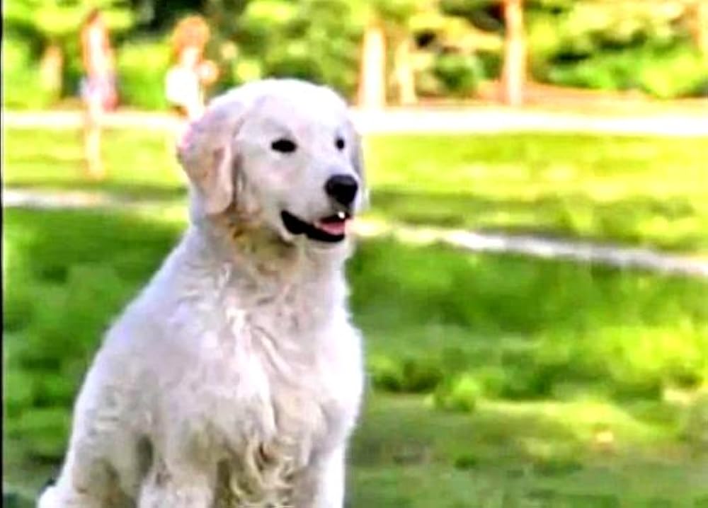 奇跡の旅2／サンフランシスコの大冒険の画像