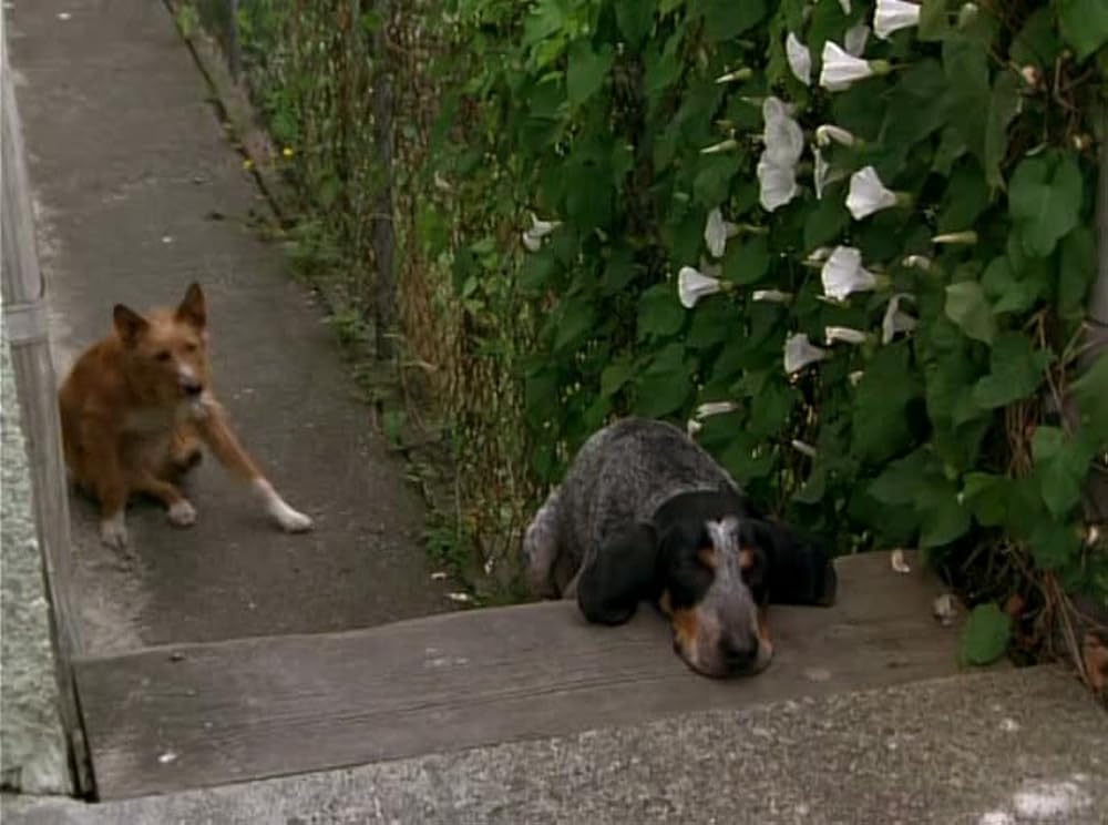 奇跡の旅2／サンフランシスコの大冒険の画像