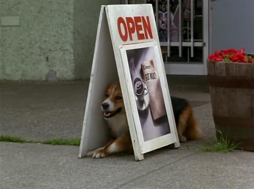 奇跡の旅2／サンフランシスコの大冒険の画像