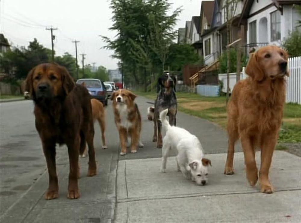 奇跡の旅2／サンフランシスコの大冒険の画像