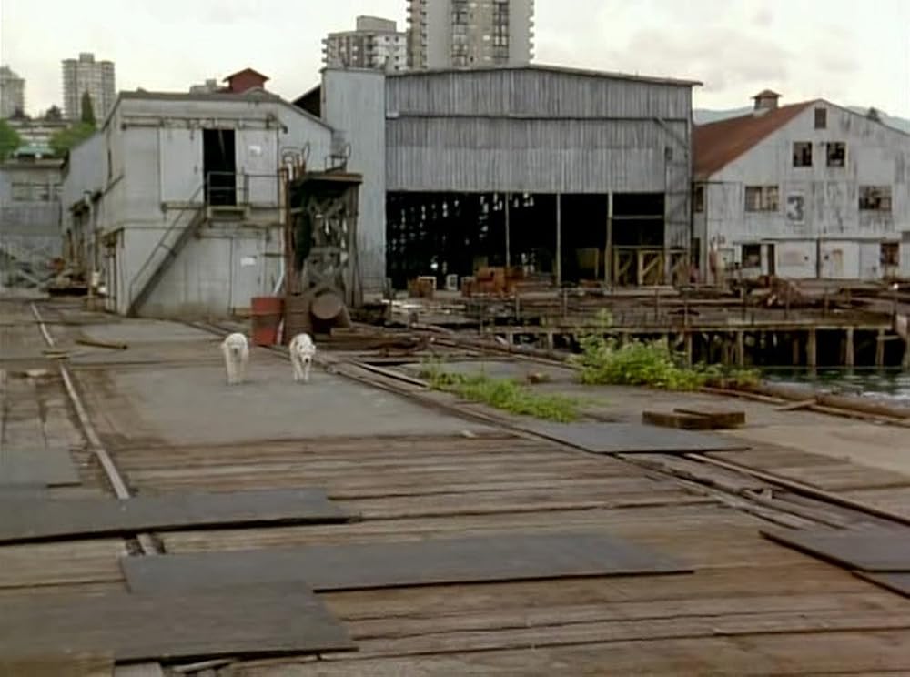 奇跡の旅2／サンフランシスコの大冒険の画像