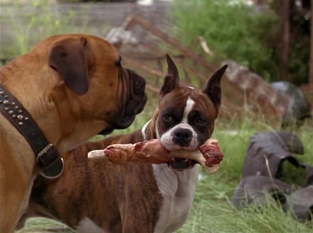 奇跡の旅2／サンフランシスコの大冒険の画像