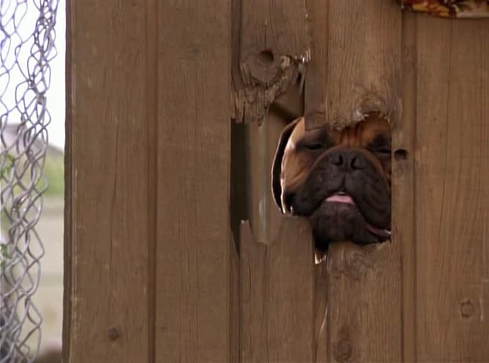 奇跡の旅2／サンフランシスコの大冒険の画像