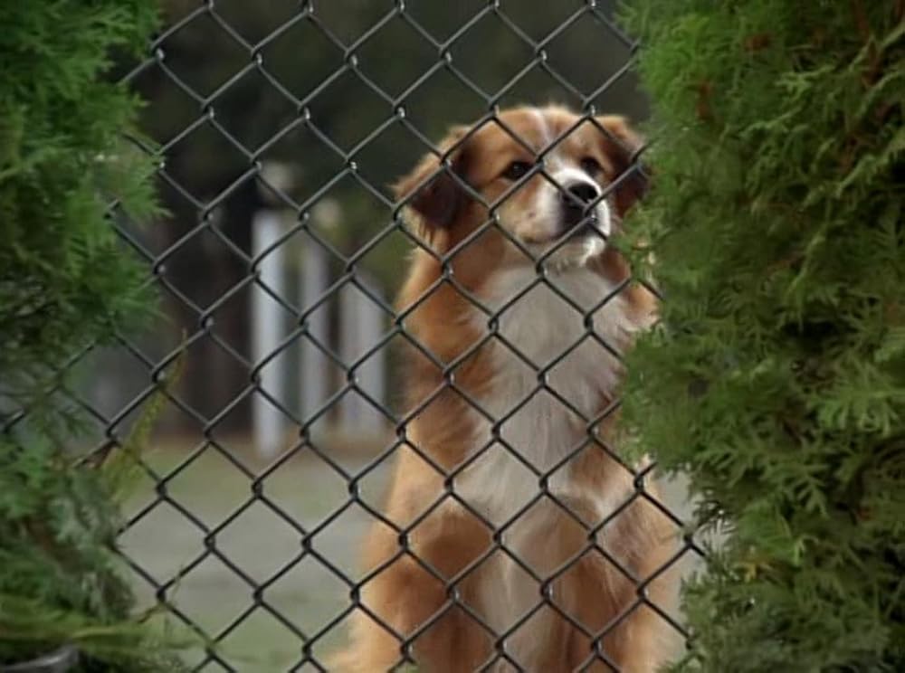奇跡の旅2／サンフランシスコの大冒険の画像