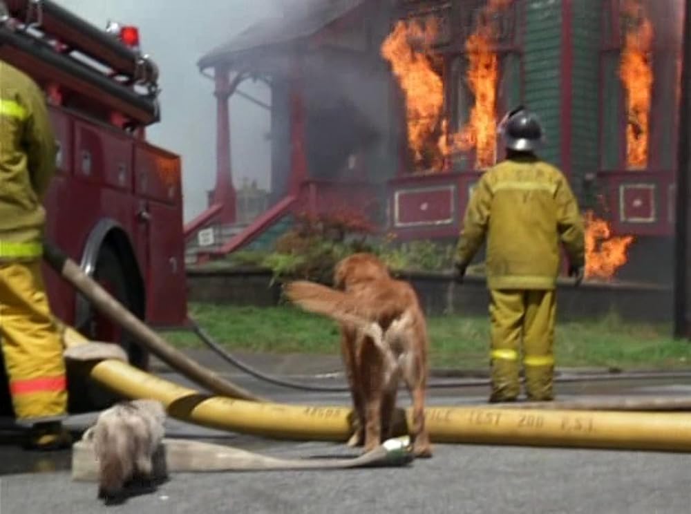 奇跡の旅2／サンフランシスコの大冒険の画像