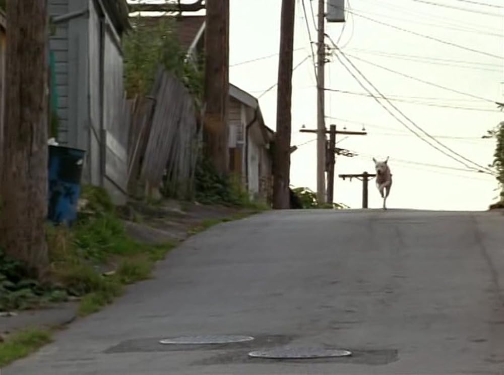 奇跡の旅2／サンフランシスコの大冒険の画像