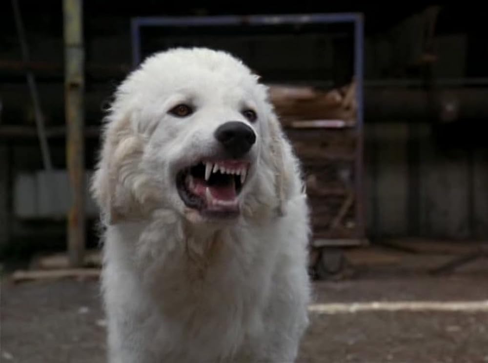 奇跡の旅2／サンフランシスコの大冒険の画像