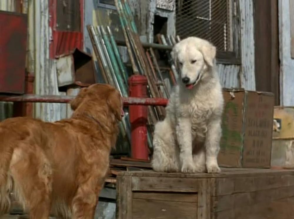 奇跡の旅2／サンフランシスコの大冒険の画像