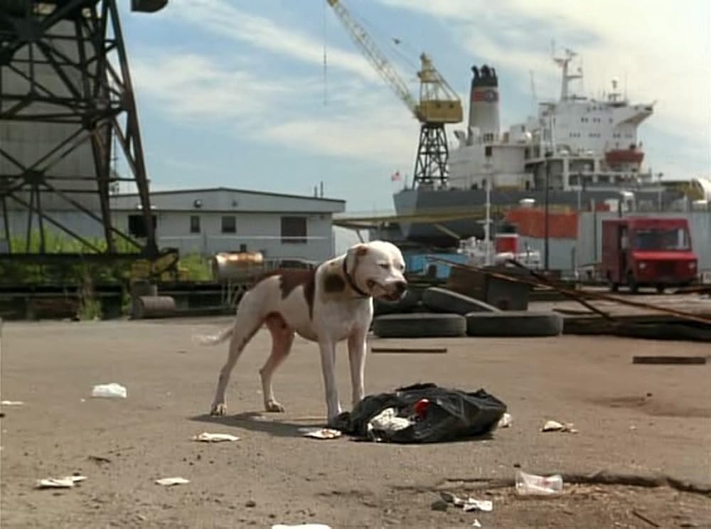奇跡の旅2／サンフランシスコの大冒険の画像