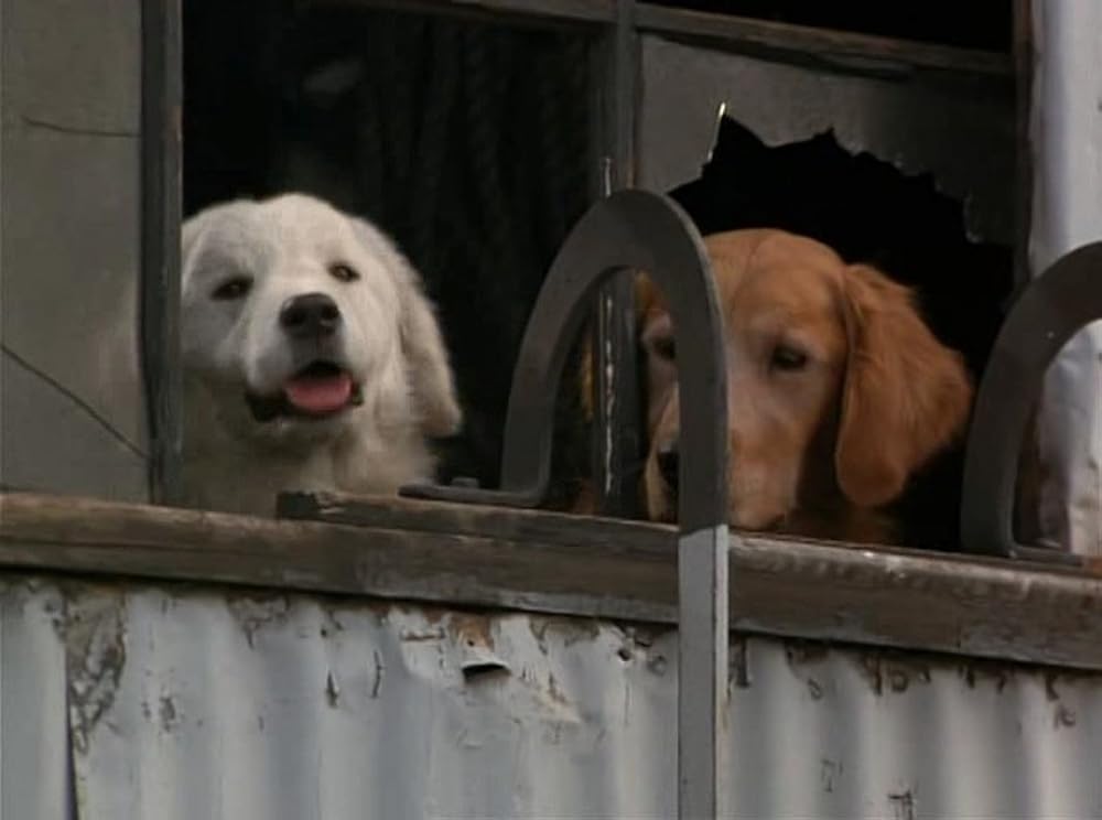 奇跡の旅2／サンフランシスコの大冒険の画像