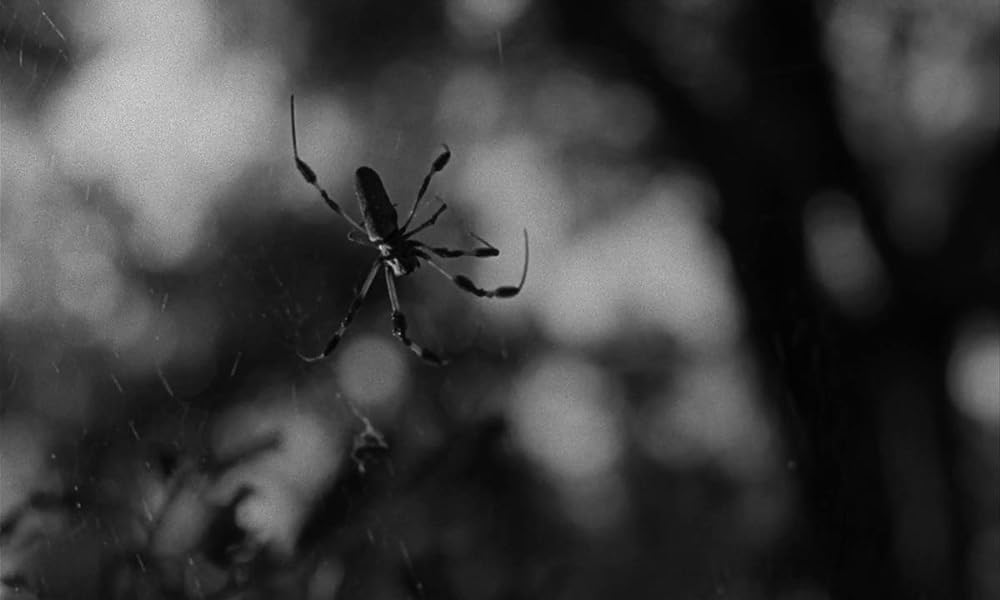 スパイダー・ベイビーの画像