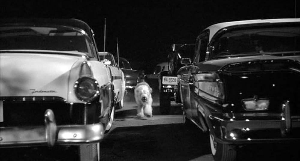 ボクはむく犬の画像