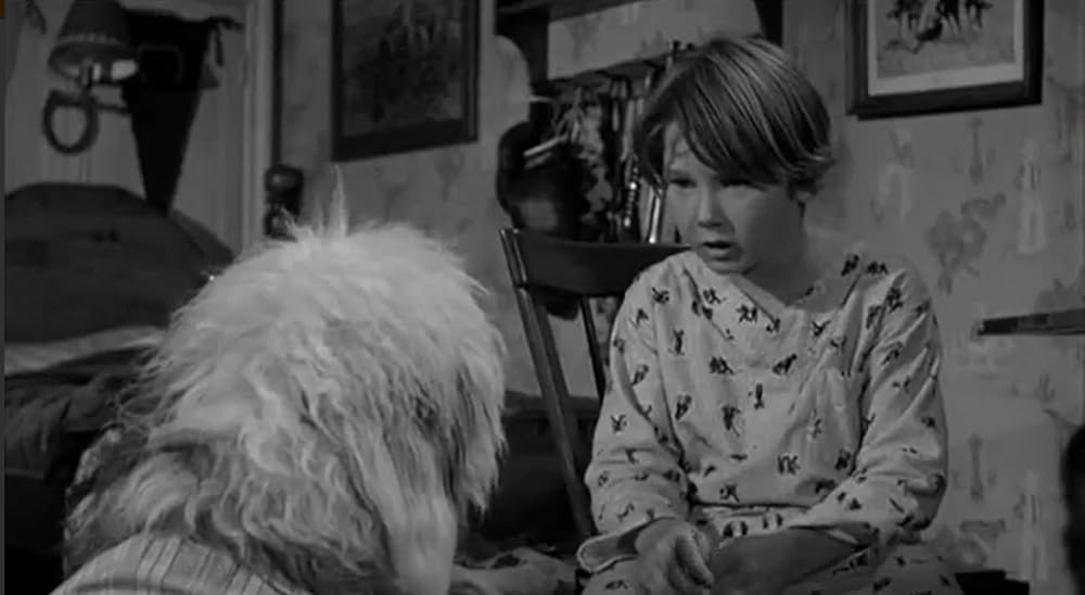 「ボクはむく犬」Kevin Corcoranの画像