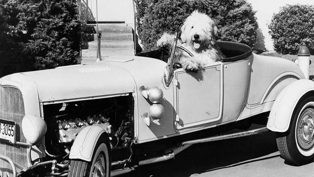 ボクはむく犬の画像一覧 映画ポップコーン