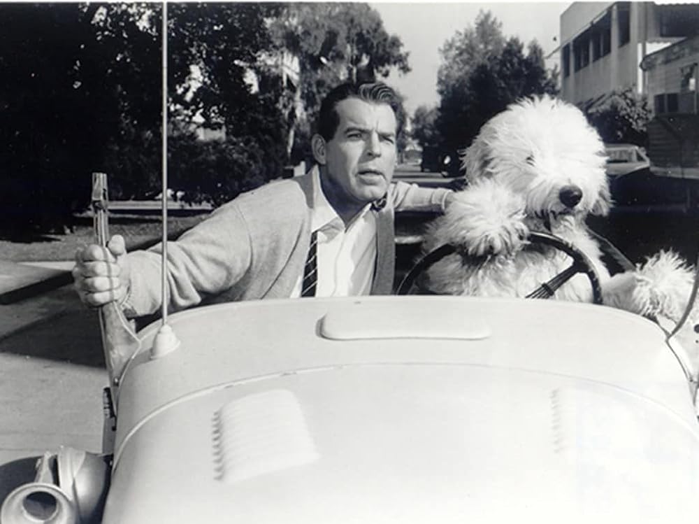 「ボクはむく犬」フレッド・マクマレイの画像