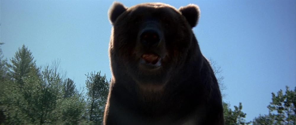 グリズリーの画像
