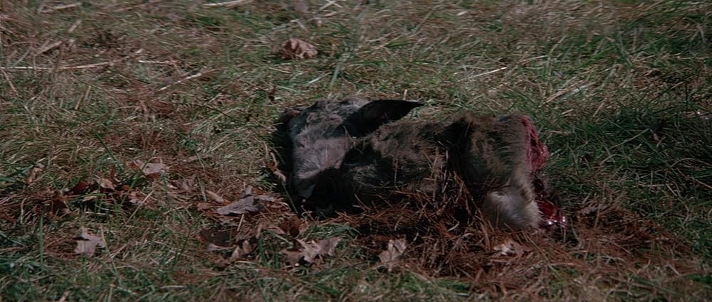 グリズリーの画像