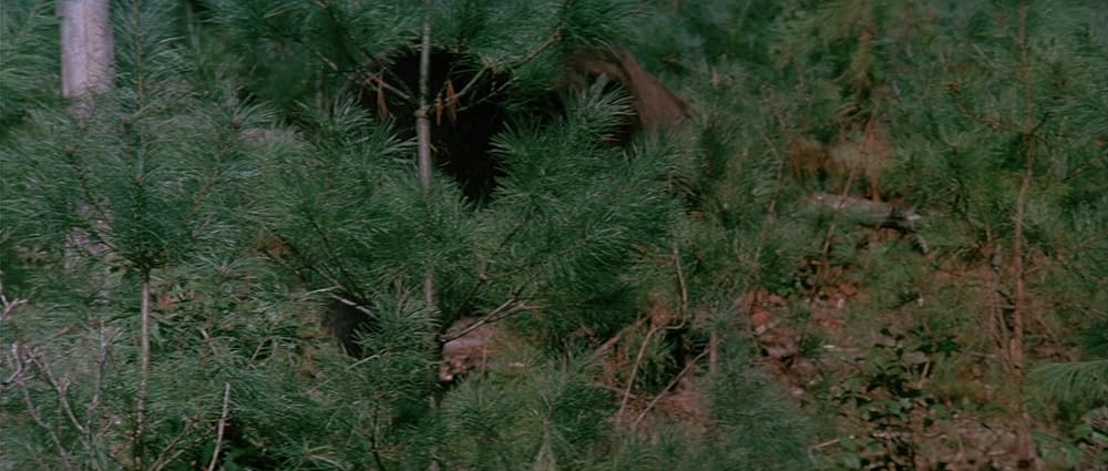 グリズリーの画像