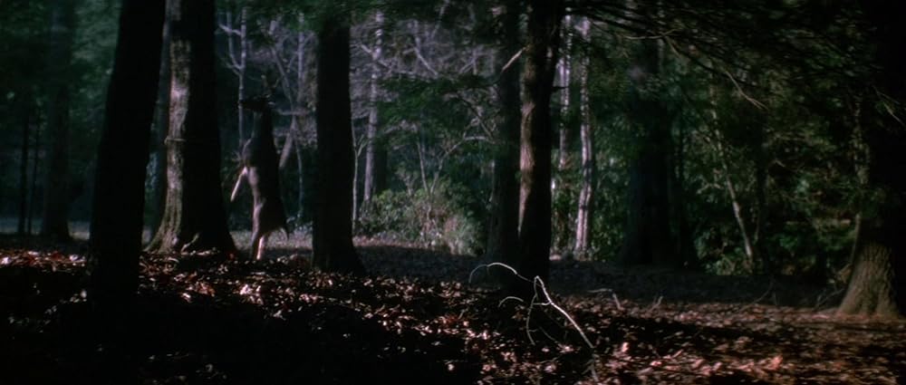 グリズリーの画像