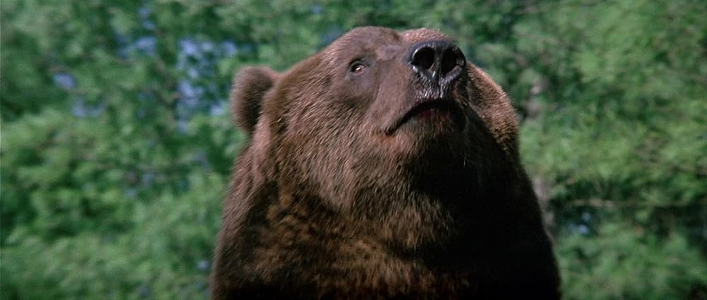 グリズリーの画像