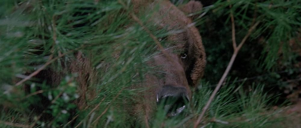 グリズリーの画像