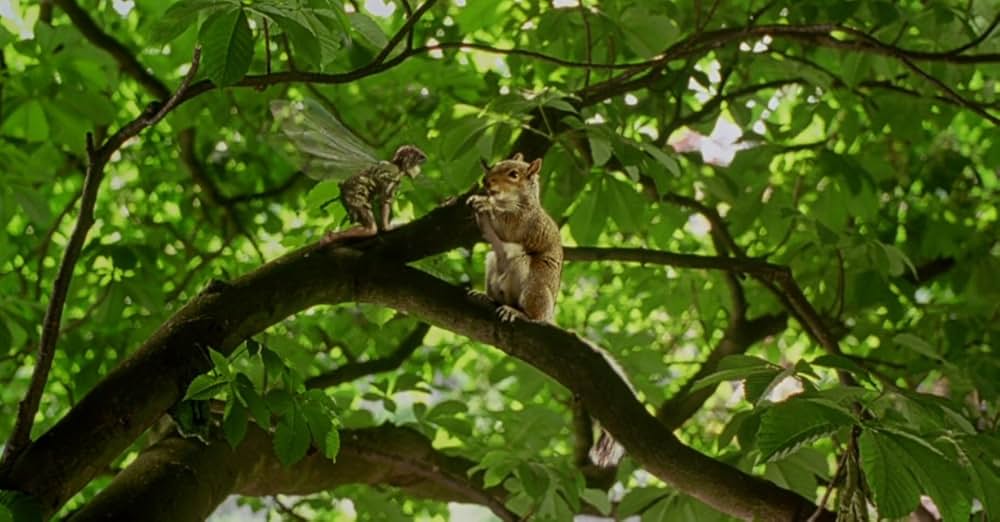 フェアリーテイルの画像