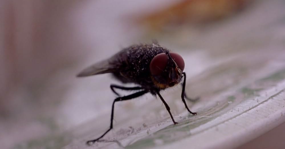 フェアリーテイルの画像