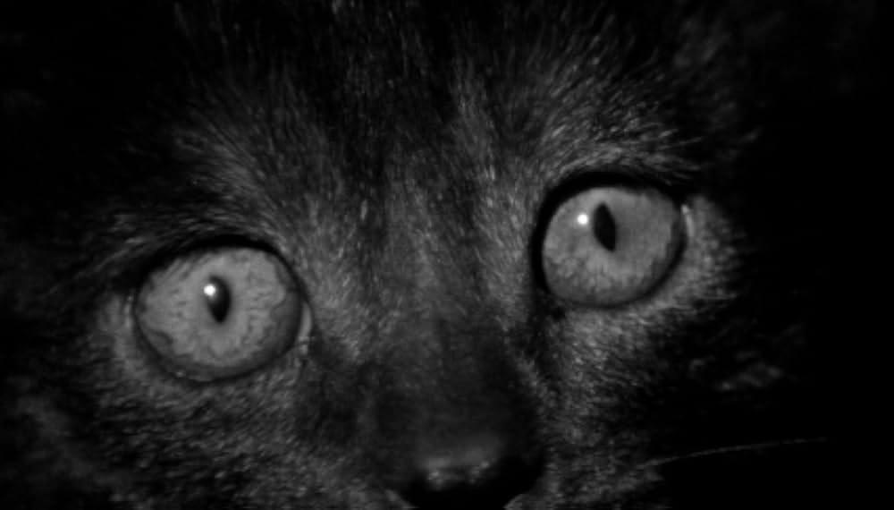 幽霊屋敷の蛇淫の画像