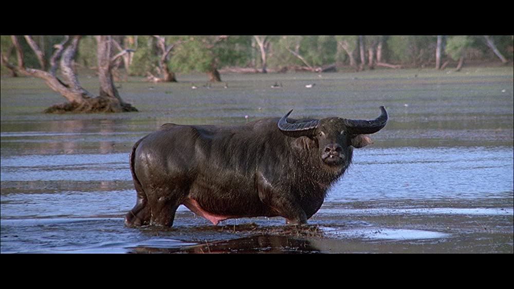 「クロコダイル・ダンディー2」の画像