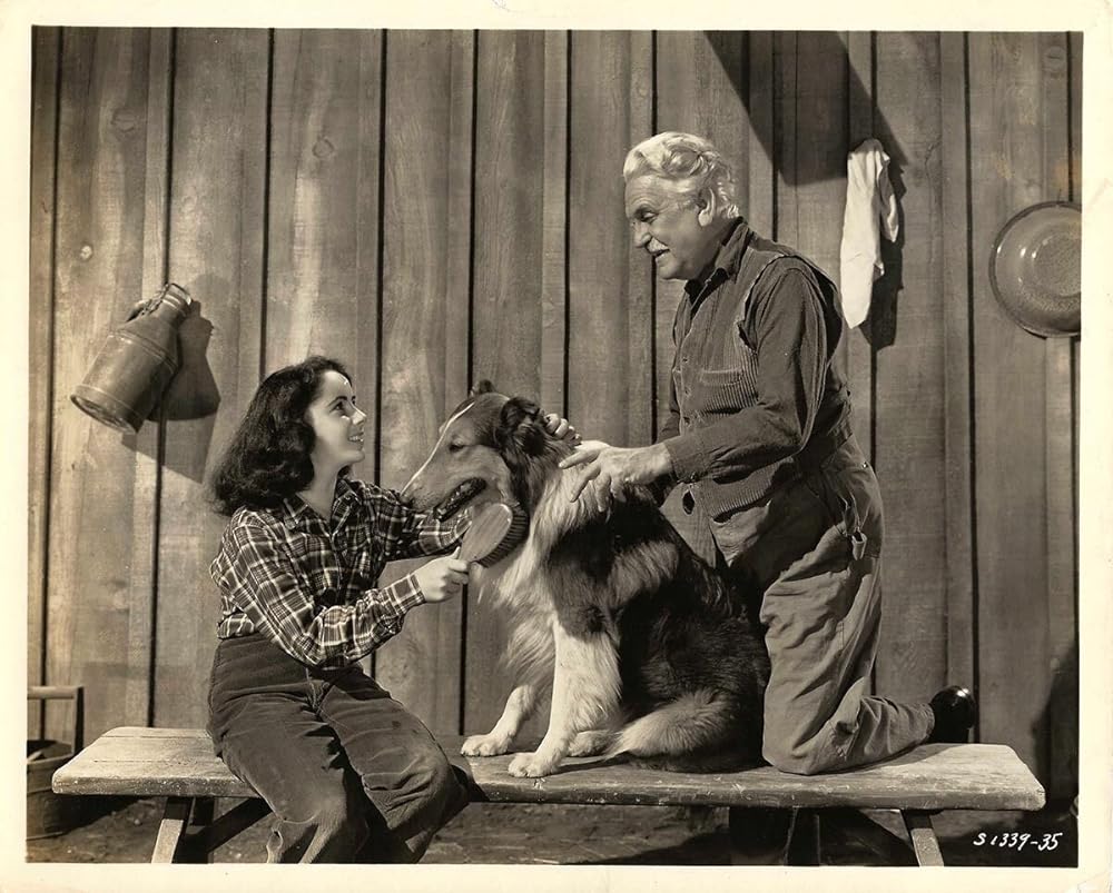「名犬ラッシー/ラッシーの勇気」エリザベス・テイラー & フランク・モーガンの画像