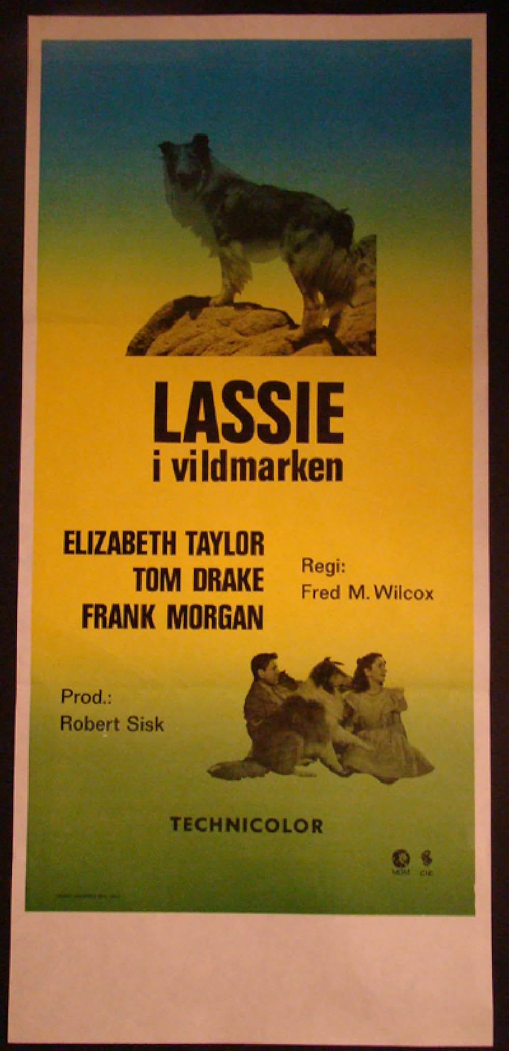 名犬ラッシー/ラッシーの勇気の画像