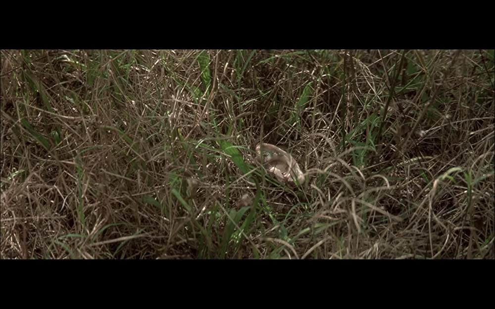 ブルーベルベットの画像