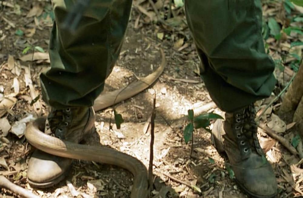 プラトーンの画像