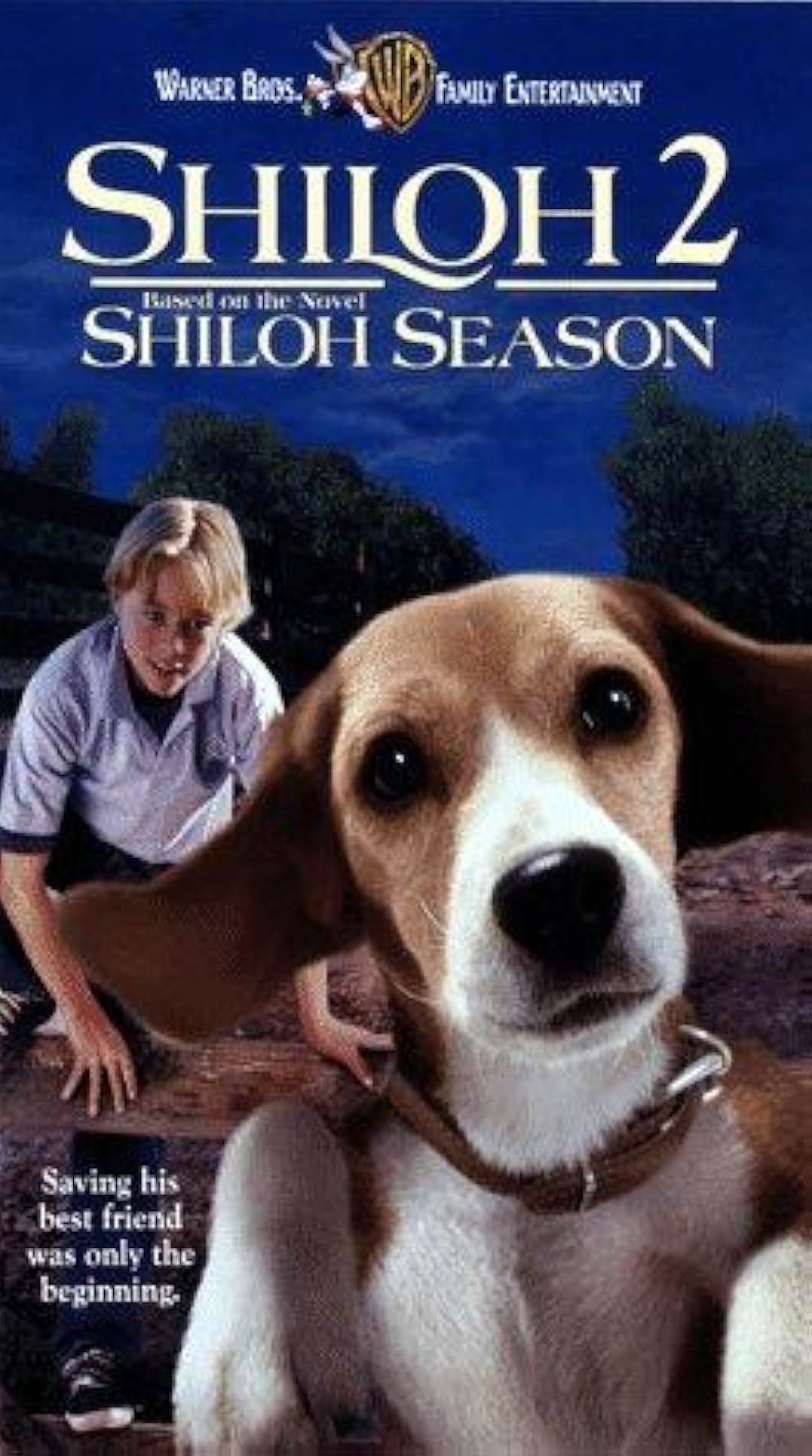 ビーグル犬 シャイロ2の画像