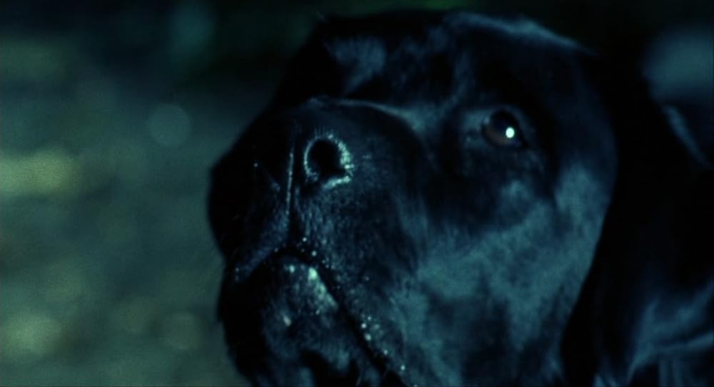 サマー・オブ・サムの画像