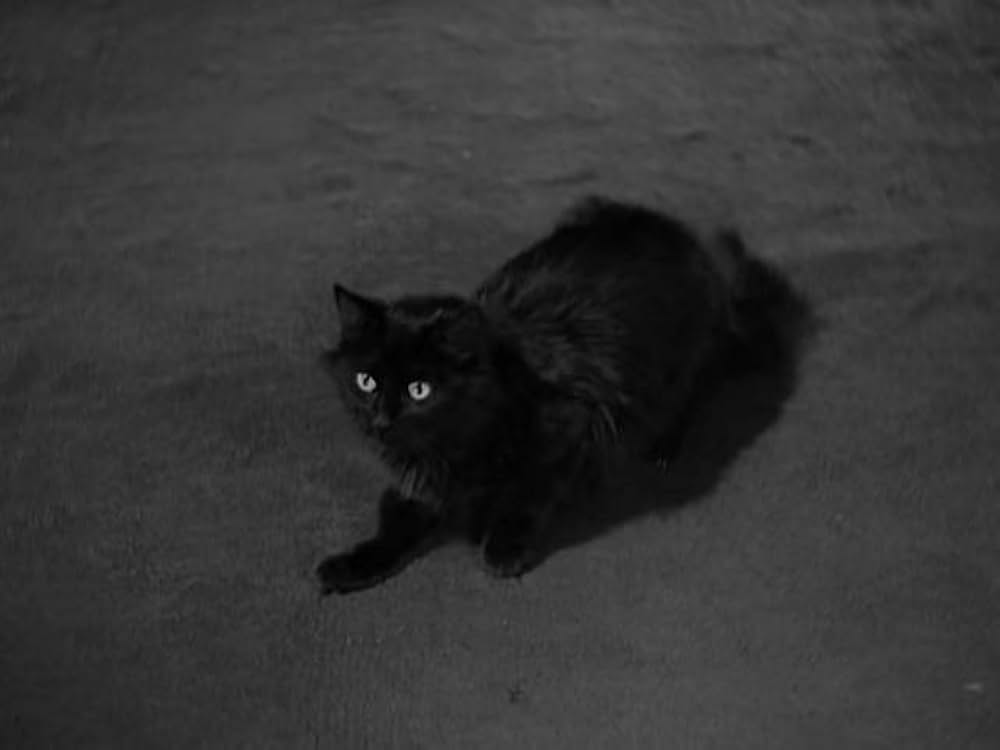 猫とカナリヤの画像