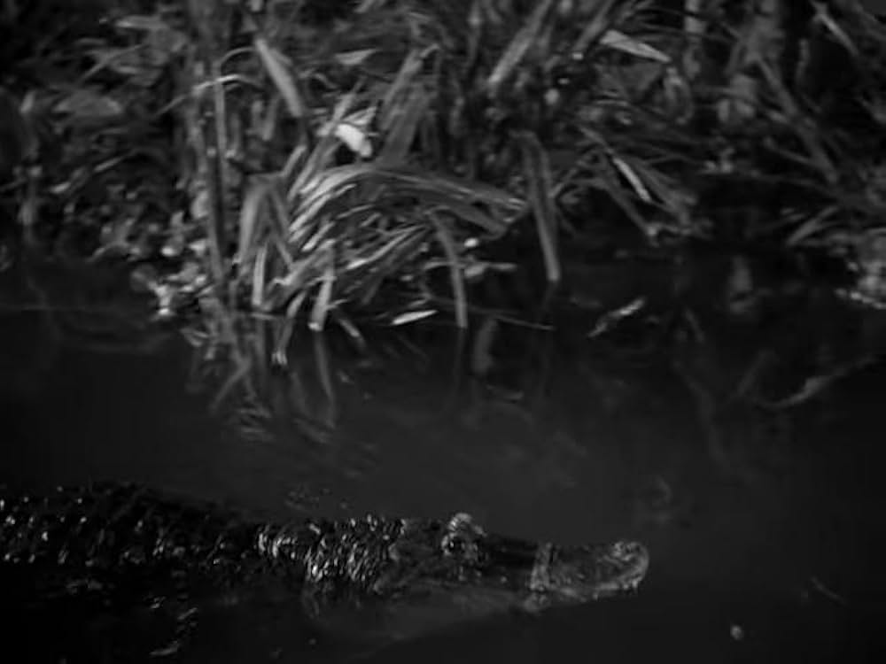 猫とカナリヤの画像