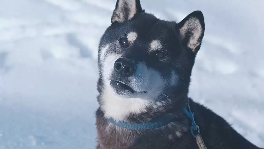 勝手にふるえてろの画像