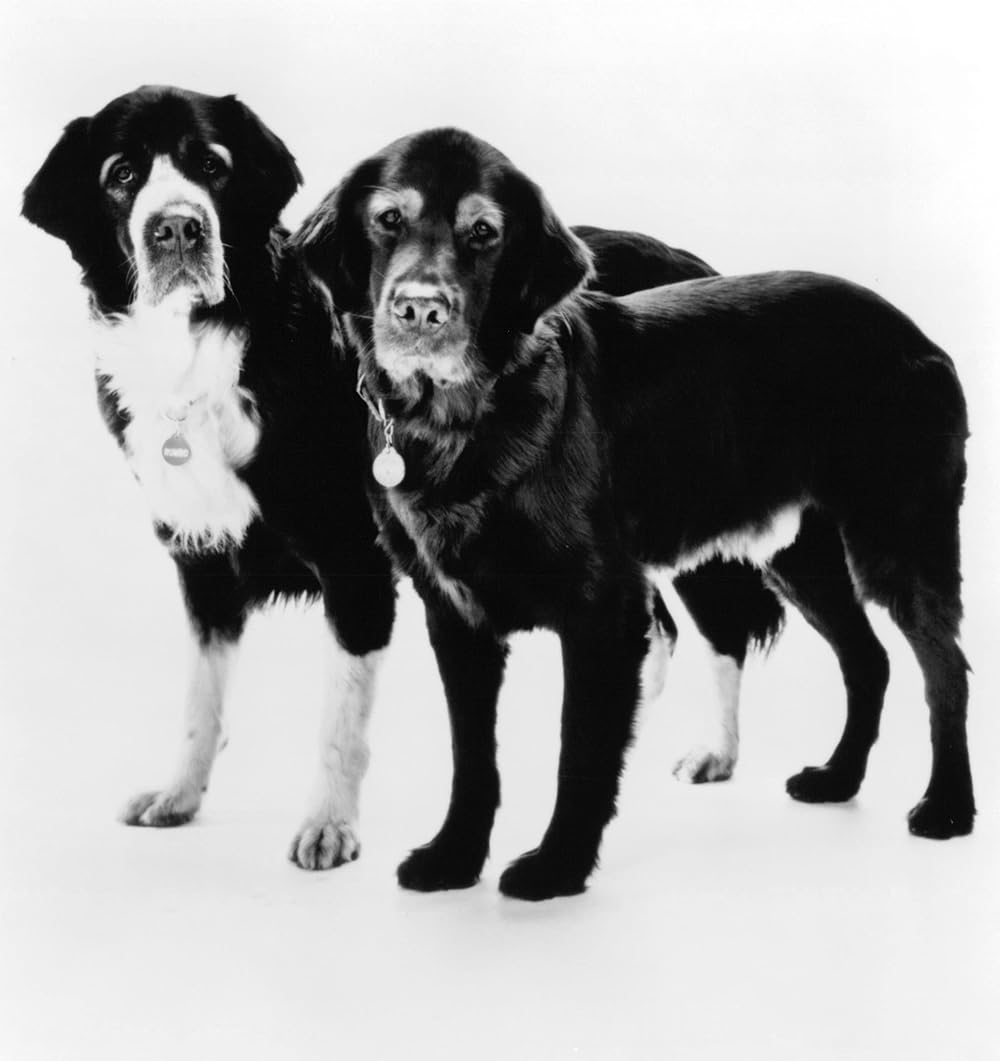 フルークの画像