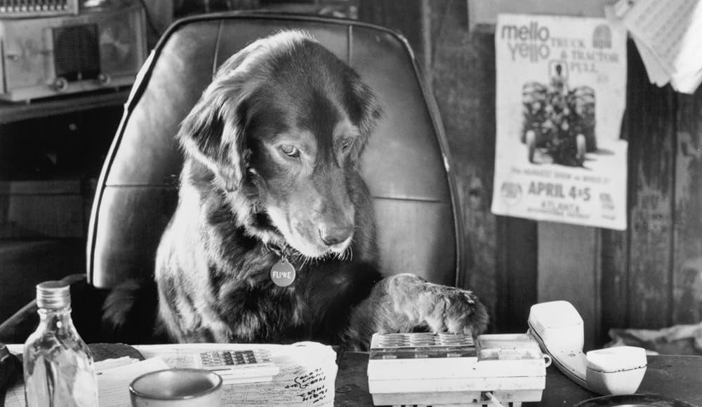 フルークの画像