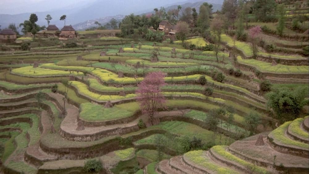 ポワカッツィの画像