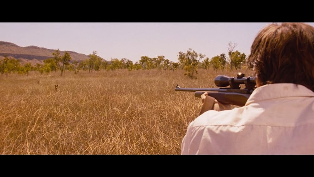 ディンゴの画像