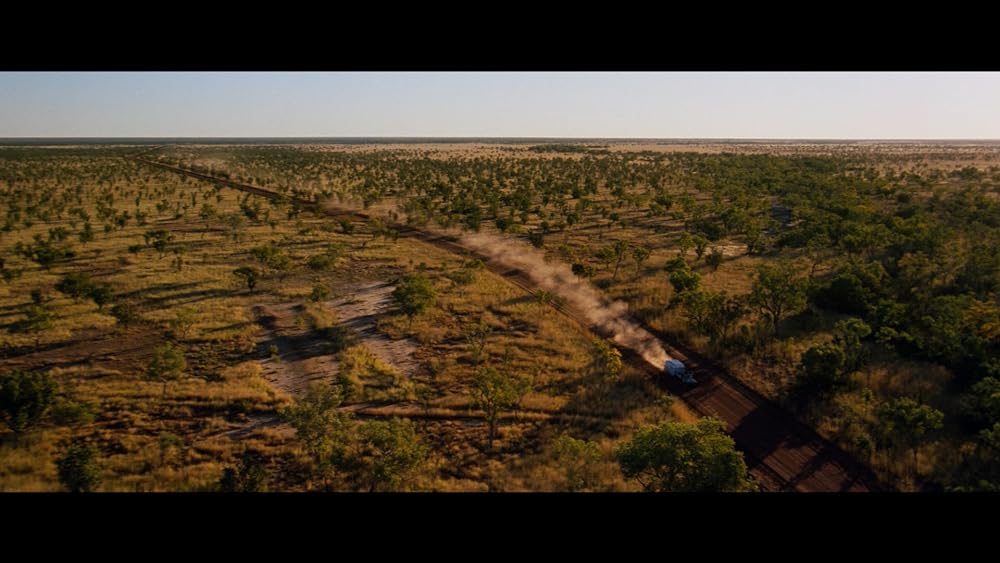 ディンゴの画像