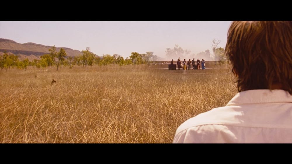 ディンゴの画像