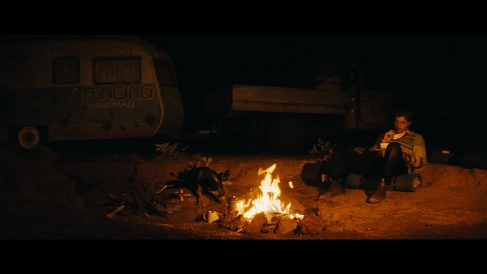 ディンゴの画像