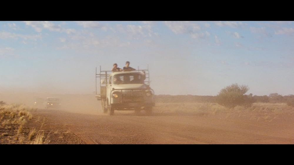 ディンゴの画像