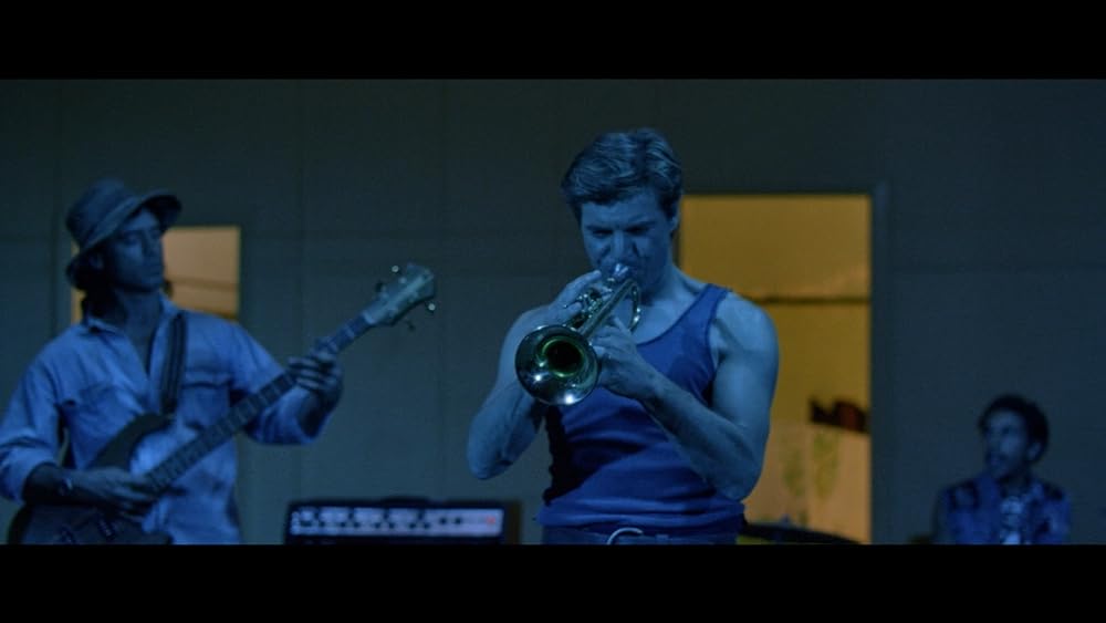 ディンゴの画像