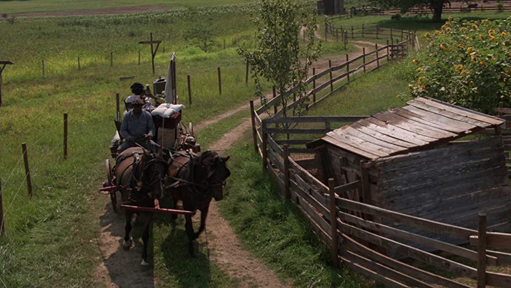 カラーパープルの画像