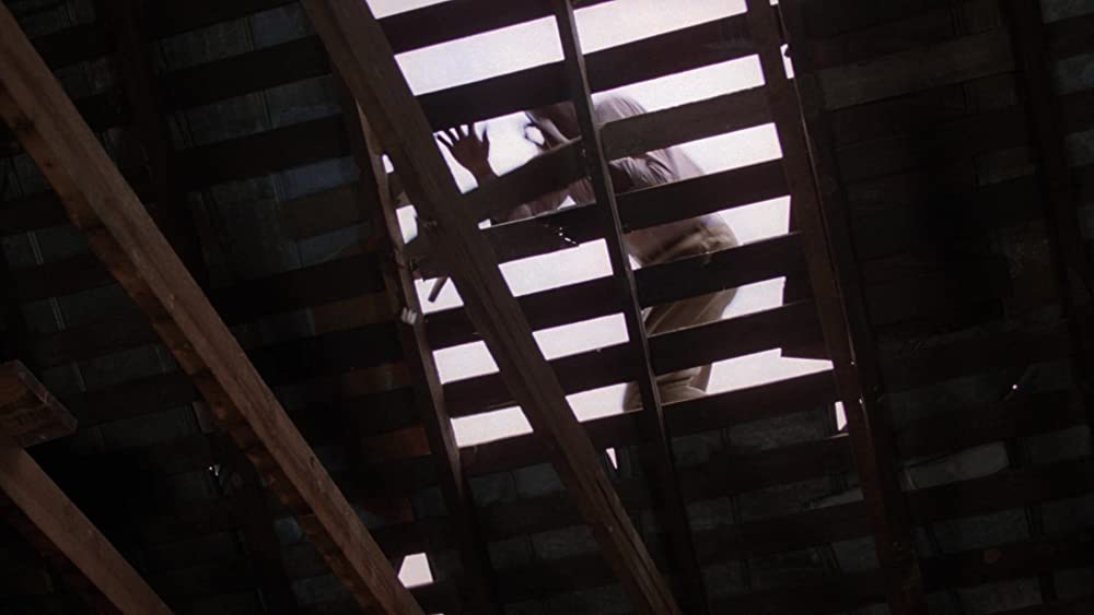 カラーパープルの画像